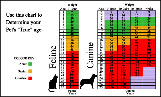 feline years to human years